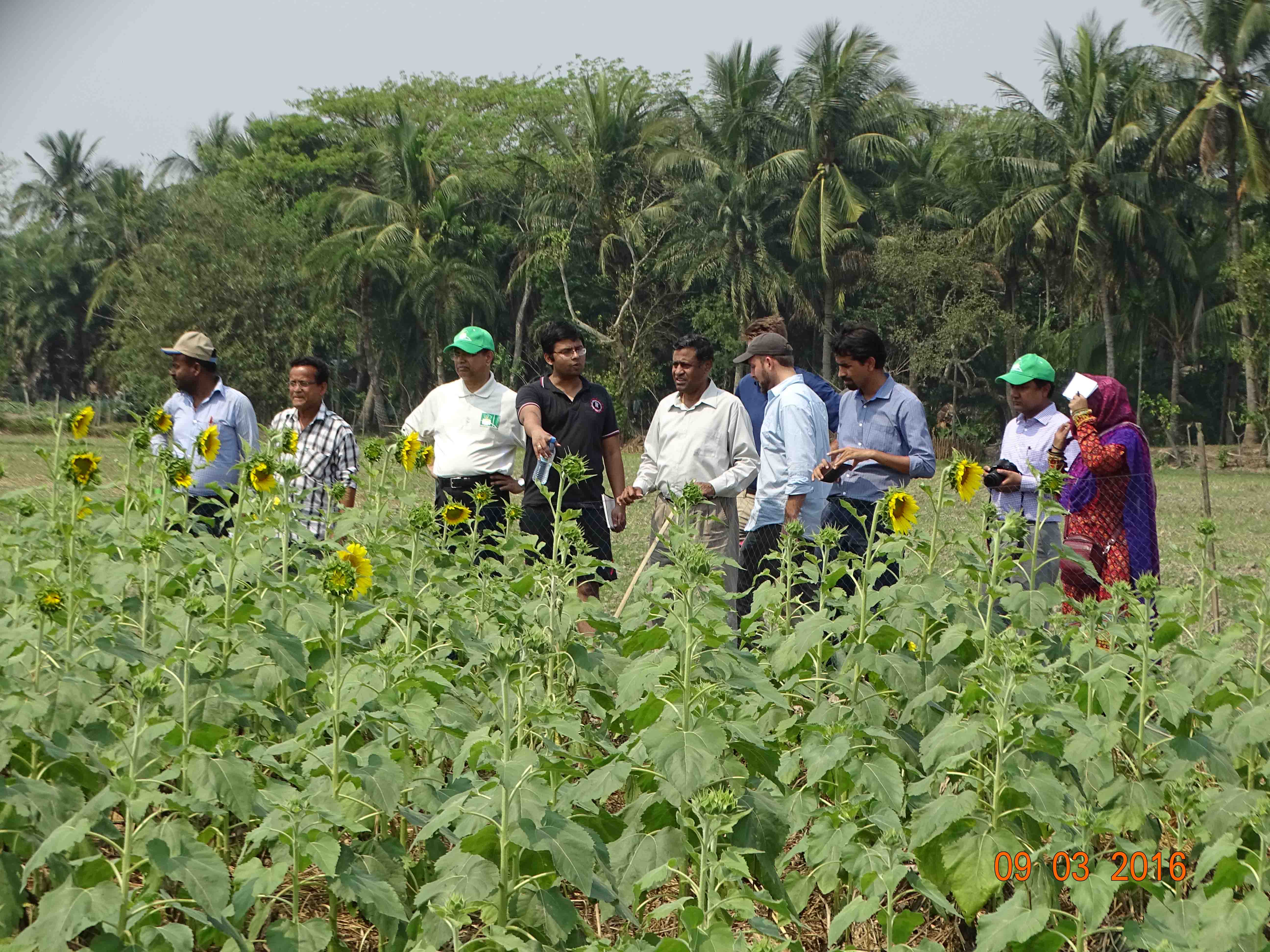 Bangladeshi university students collaborating on research